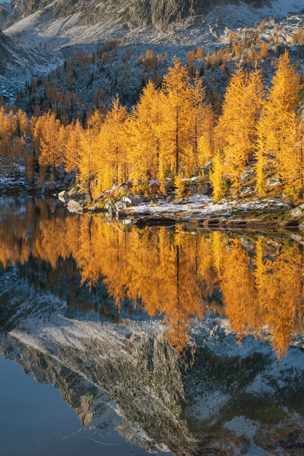 Alpine Larches Larix Lyallii Monica Meadows B C Alan Majchrowicz