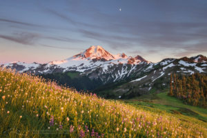 Mount Baker wildflowers North Cascades