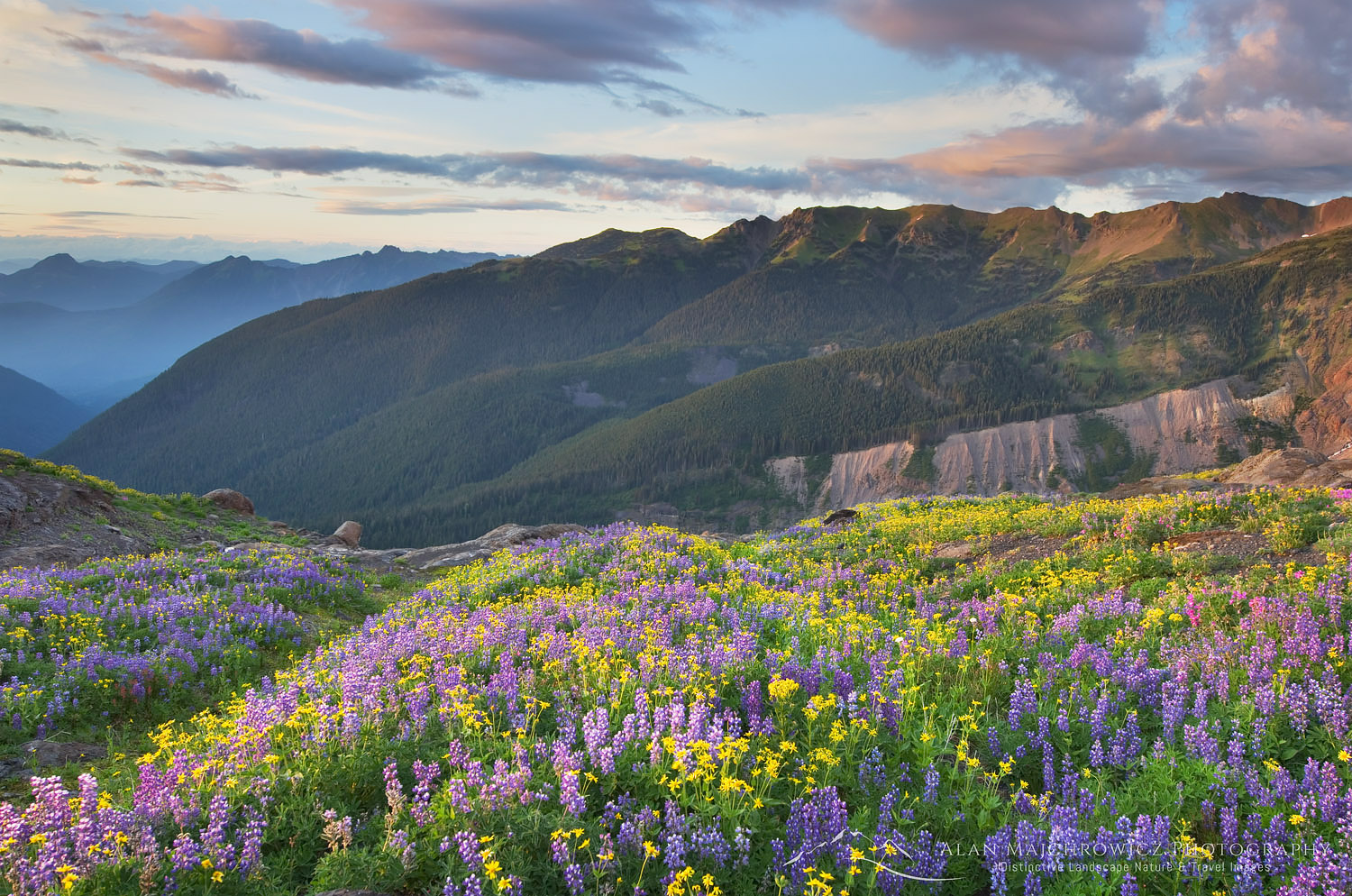 Wildflower meadows on Heliotrope Ridge, Mount Baker Wilderness Washington #54537