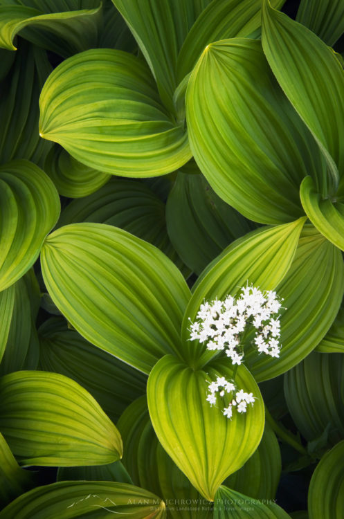 Corn Lily and Valerian Corn Lily and Valerian