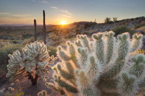 Cholla Cactus sunset Superstition Mountains sunset, Arizona