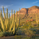 Organ Pipe Cactus National Monument