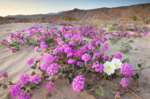 Anza-Borrego Desert State Park wildflowers