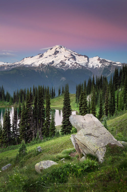 are dogs allowed in glacier peak wilderness