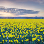 Skagit Valley Daffodils