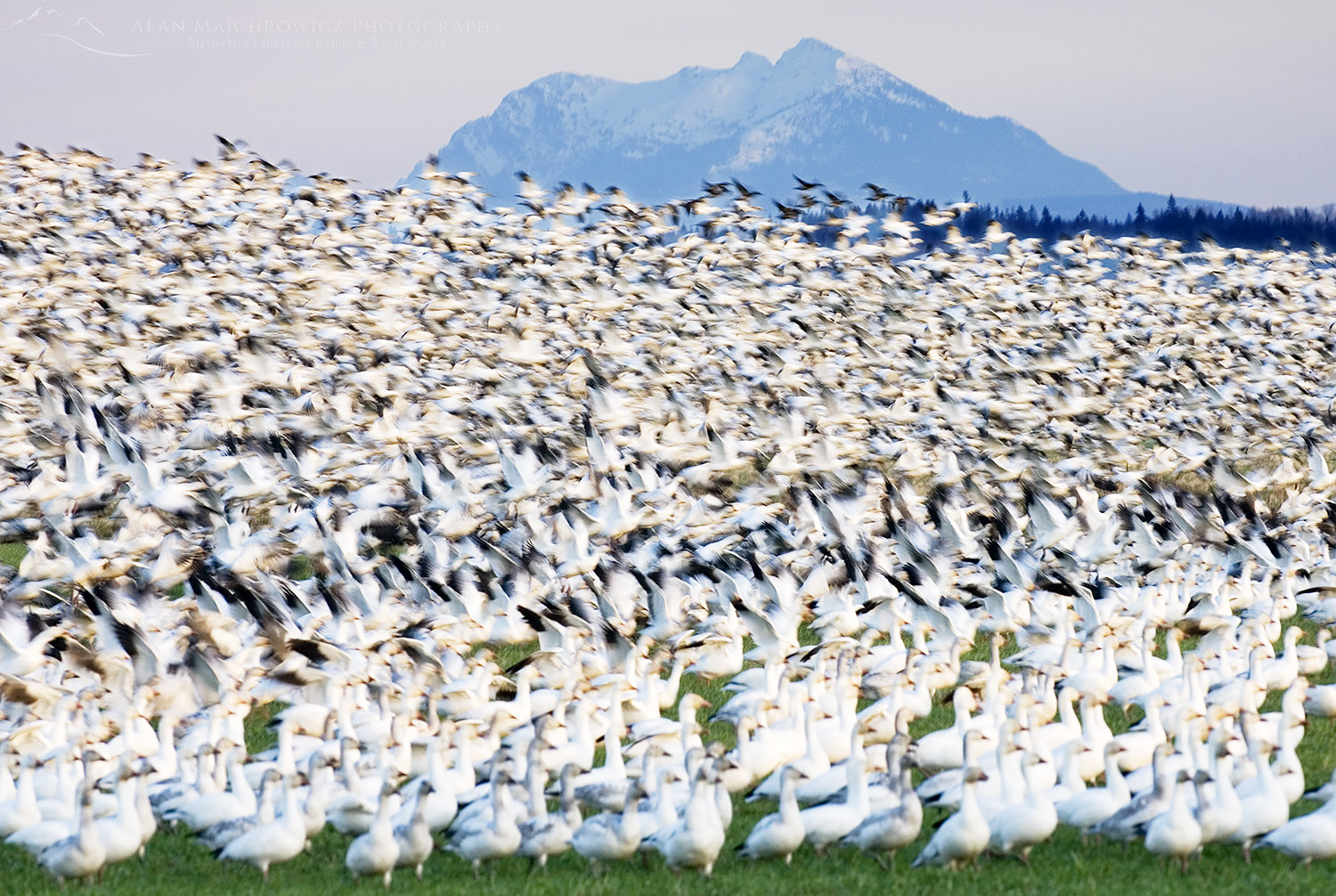 Snow geese Skagit Valley 