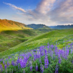 Imnaha Canyon wildflowers Oregon