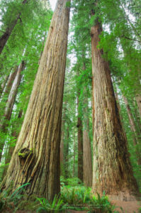 Redwood forest Californai