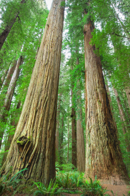 Redwood forest California