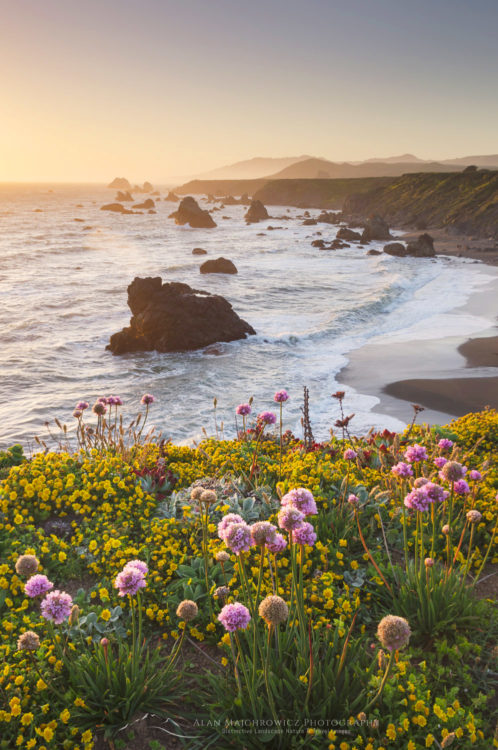 Sunset Sonoma Coast wildflowers, California Sunset Sonoma Coast wildflowers, California