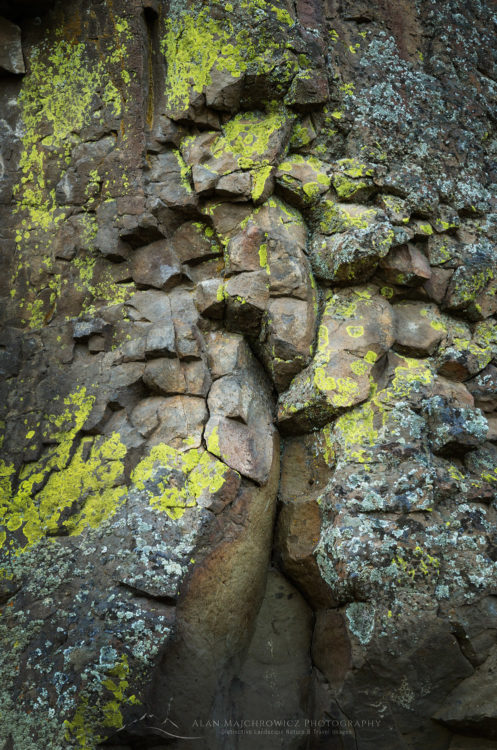 Lichens on basalt