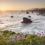 Sunset Sonoma Coast wildflowers, California