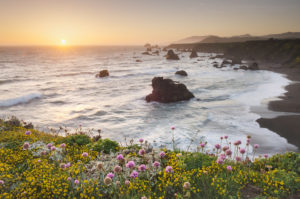 Sunset Sonoma Coast wildflowers, California