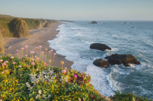 Sonoma Coast wildflowers, California