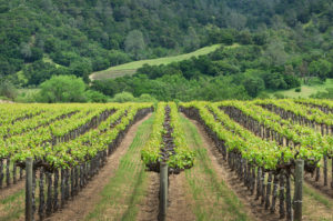 Sonoma Valley Vineyards