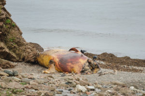 Dead Whale Cape Breton Island Nova Scotia