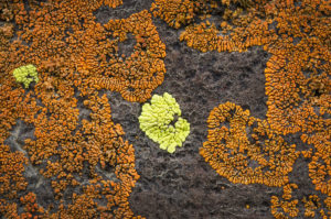 Lichens on basalt