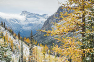 Cutthroat Pass Larches, North Cascades