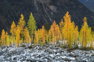 Alpine Larches North Cascades