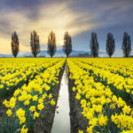 Skagit Valley Daffodil Fields, Washington