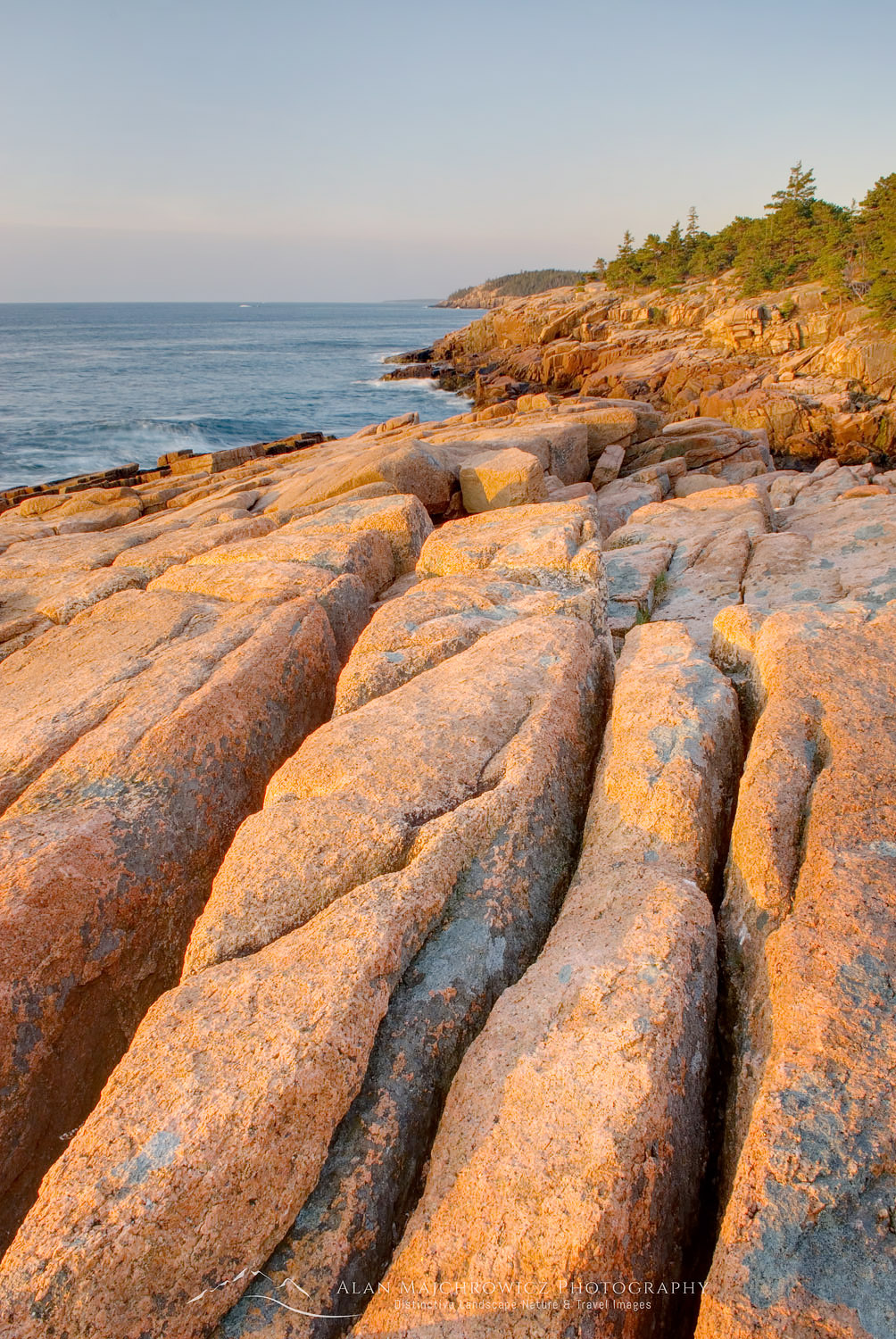 Colorful pink granite of Otter Point glows in the morning light, Acadia National park Maine #22839