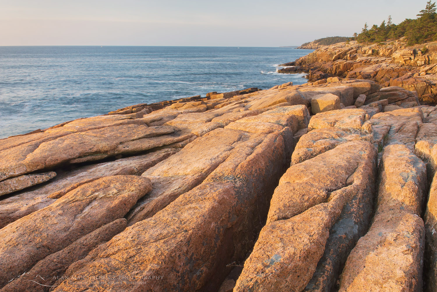 Colorful pink granite of Otter Point glows in the morning light, Acadia National park Maine #22843