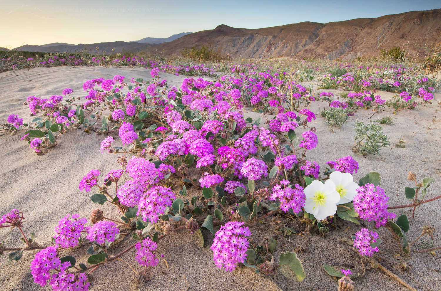 Desert Sand Verbena (Abronia villosa) and Dune Evening Primrose (Oenothera deltoides), Anza-Borrego Desert State Park California #56856