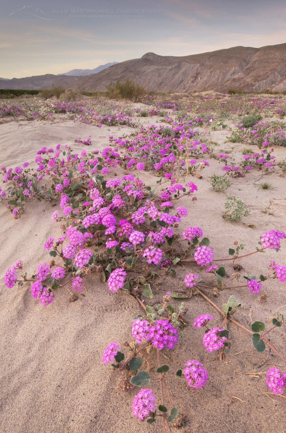 Desert Sand Verbena (Abronia villosa), Anza-Borrego Desert State Park California #56847