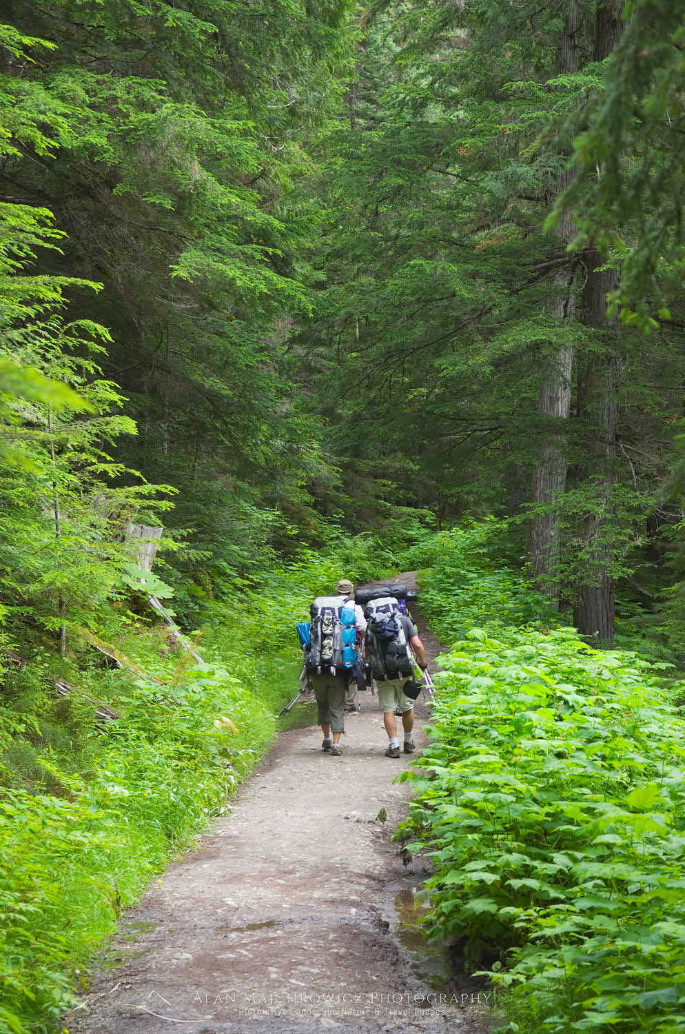 Backpackers on the Berg Lake Trail Mount Robson Provincial Park British Columbia Canada #45426