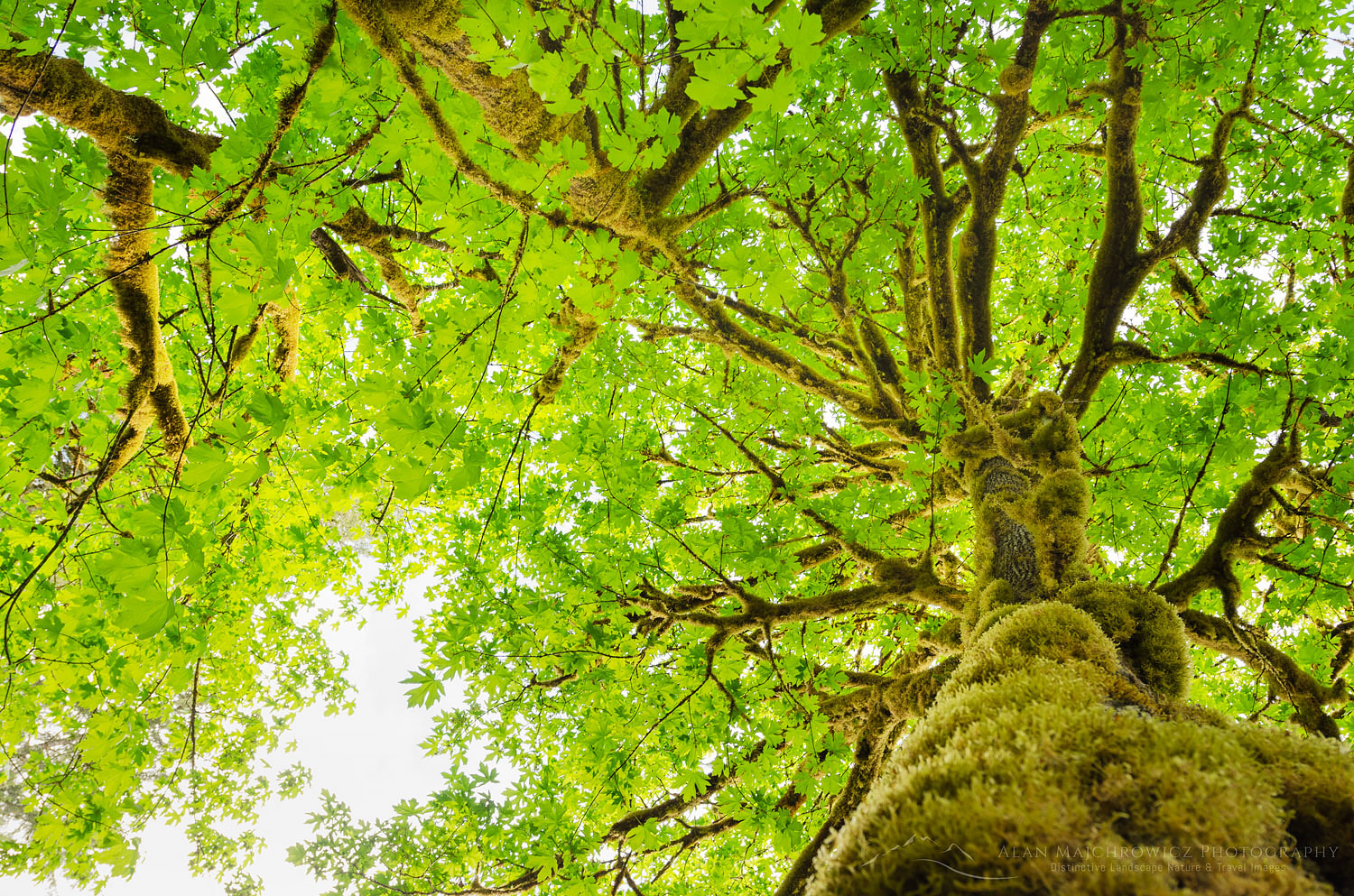 Big-Leaf Maple (Acer macrophyllum) Baker River, North Cascades National Park, Washington #62439