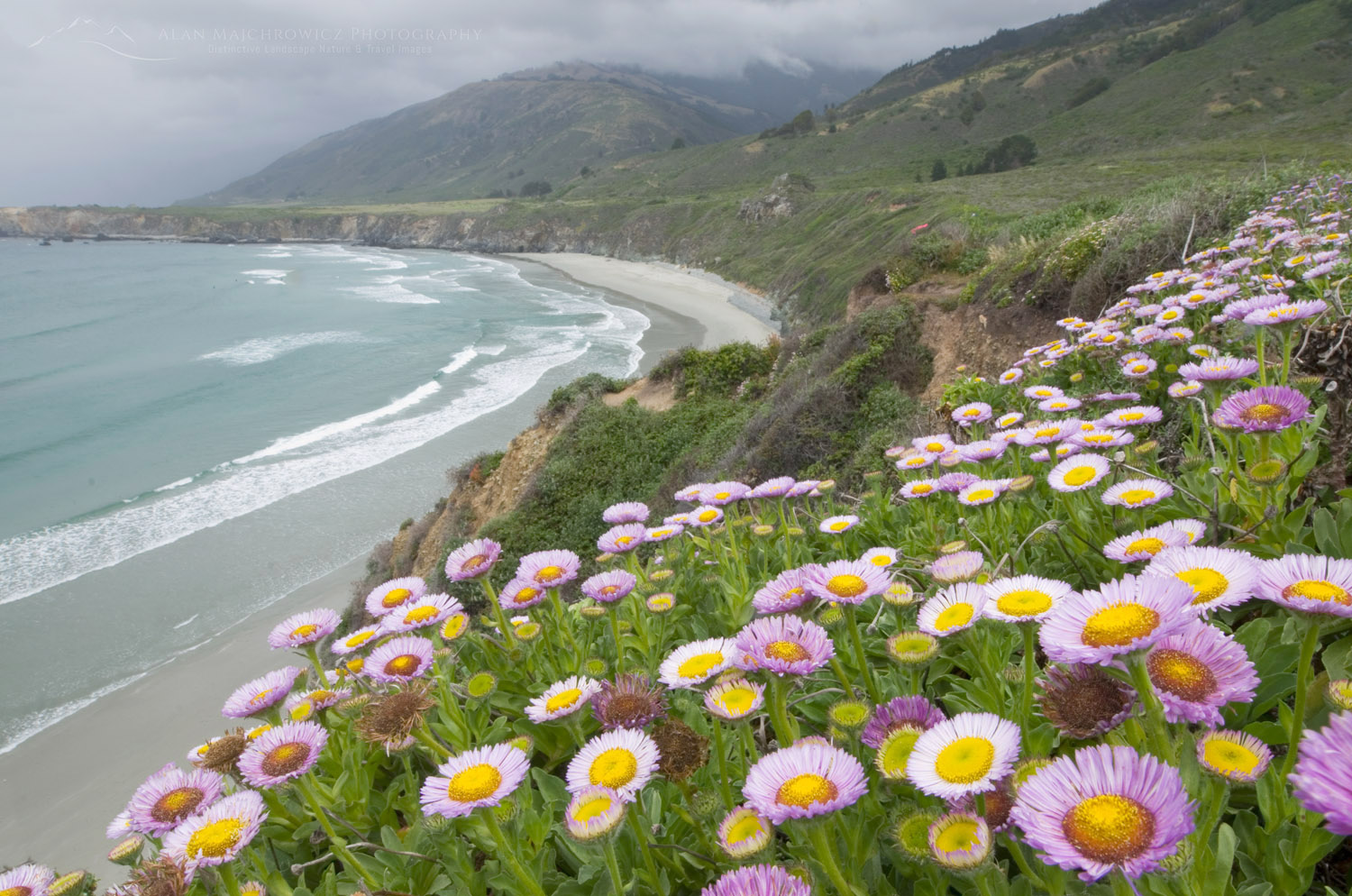 Groups of asters growing on a bluff overlooking the rugged coast of Big Sur California #51259