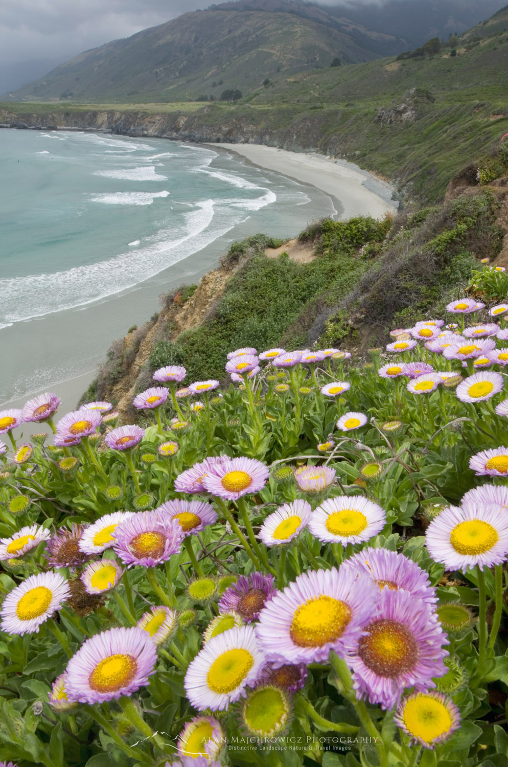 Groups of asters growing on a bluff overlooking the rugged coast of Big Sur California #51260