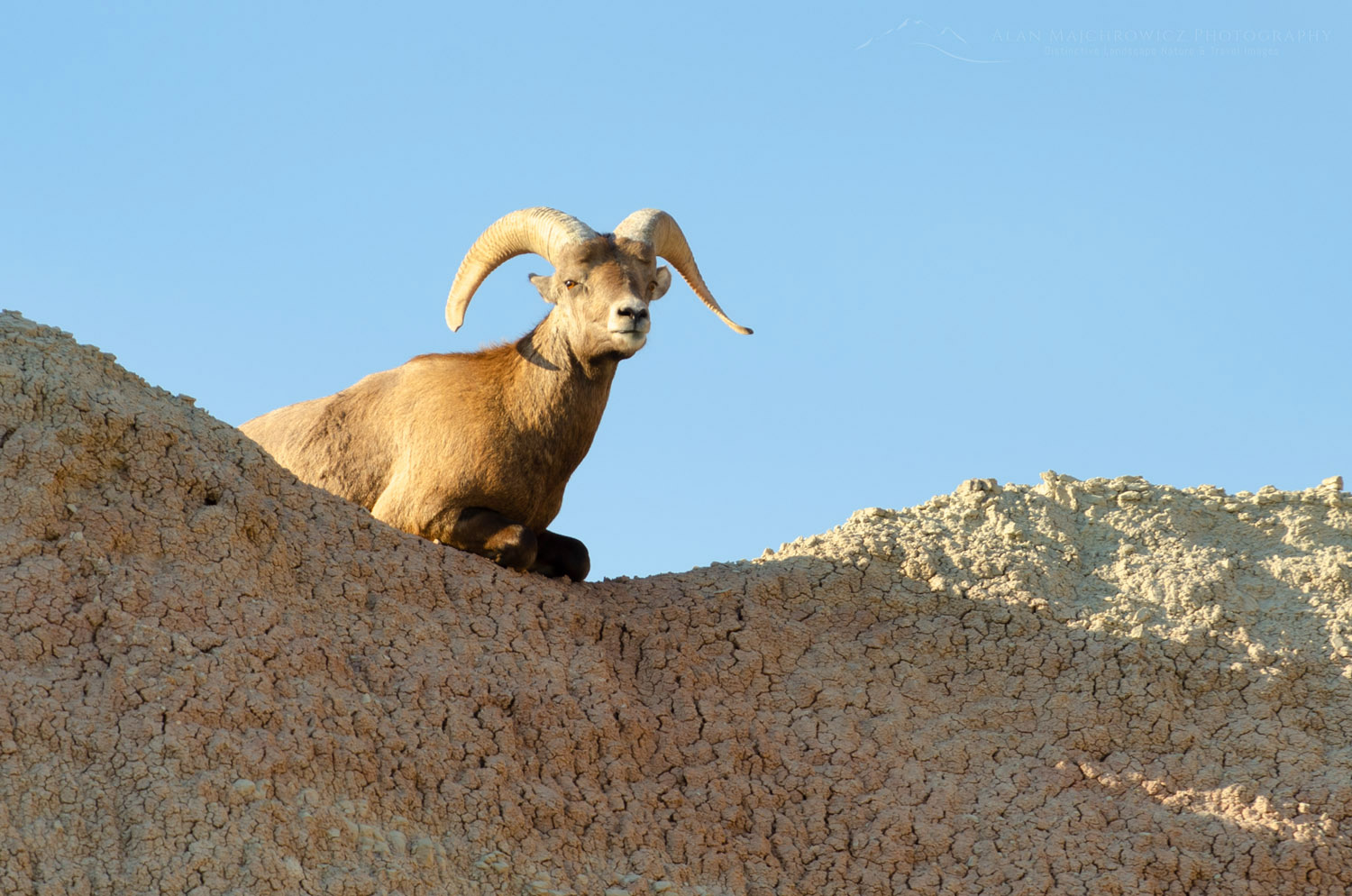 Badlands National Park Bighorn Sheep and Lambs Metal Photography Print - Gift Idea, Wildlife, Mako Sica, Memory, South Dakota, outlet Travel