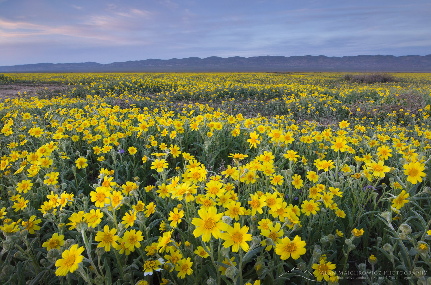 Carrizo Plains National Monument, California - Alan Majchrowicz Photography