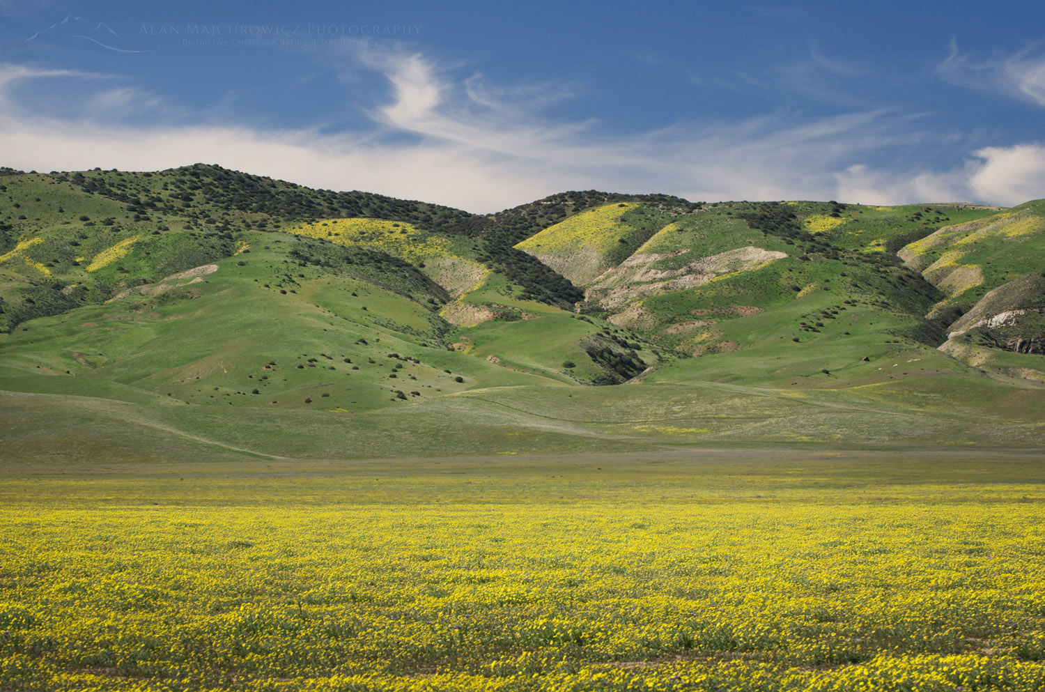 Carrizo Plains National Monument, California. Yellow Goldfields (Lasthenia sp.) carpeting the plains near Soda Lake #56671