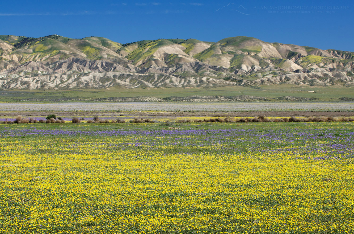 Carrizo Plains National Monument, California. Yellow Goldfields (Lasthenia sp.) carpeting the plains near Soda Lake #56674