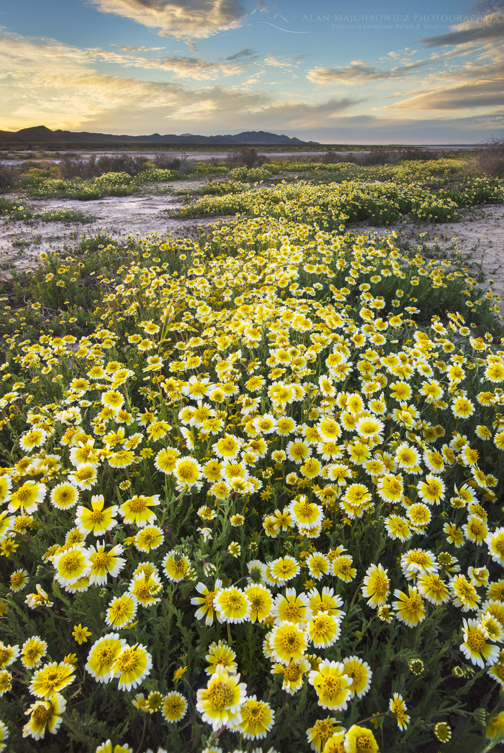 Fields of Coastal Tidytips (Layia platyglossa) near Soda Lake in Carrizo Plains National Monument, California #56704