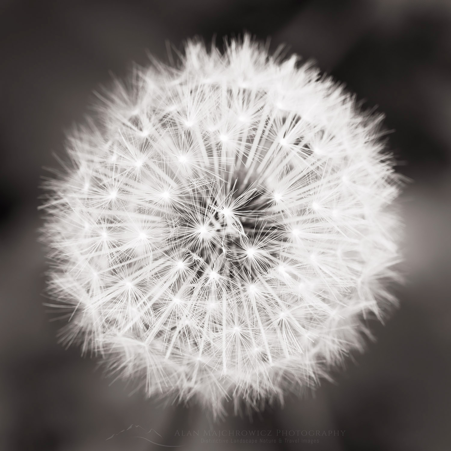 Dandelion seed head #62460bw