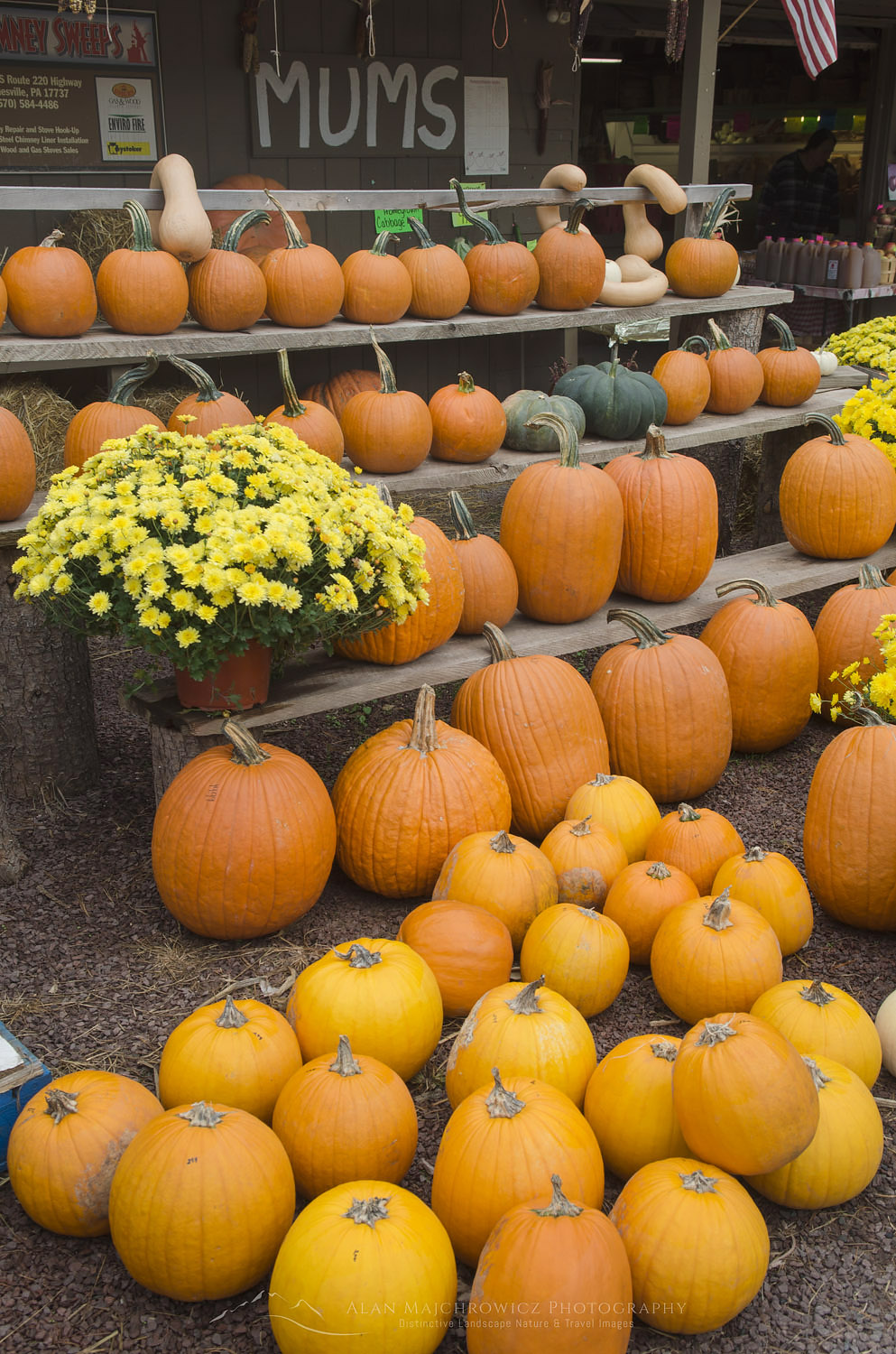Pennsylvania Farmstand with an assortment of pumpkins gourds and flowers #59636