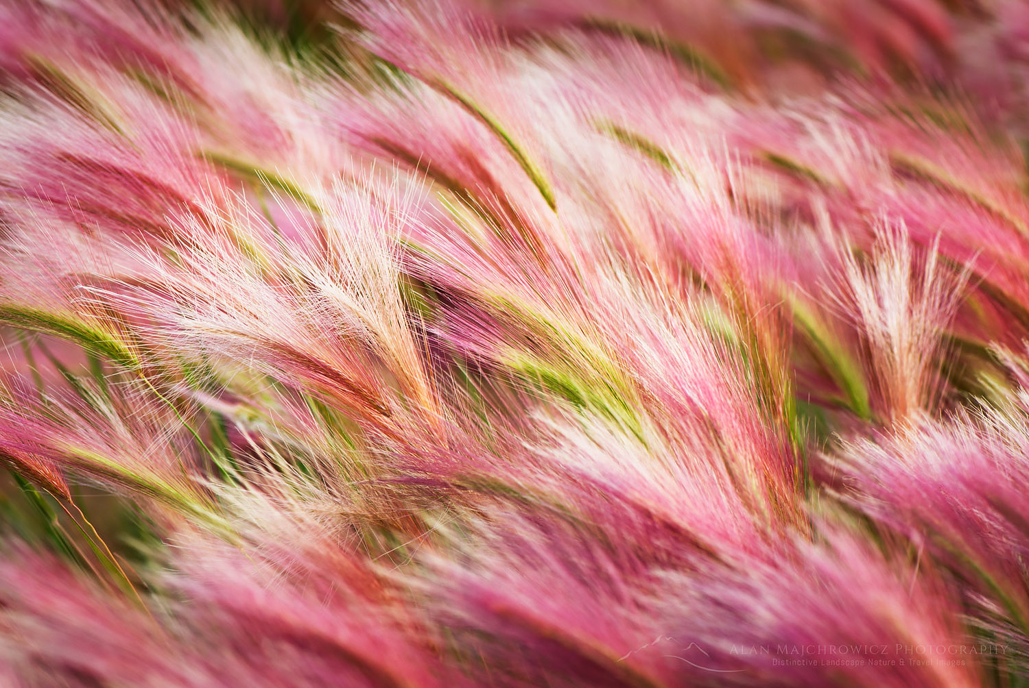 Foxtail barley (Hordeum jubatum L.) #13609