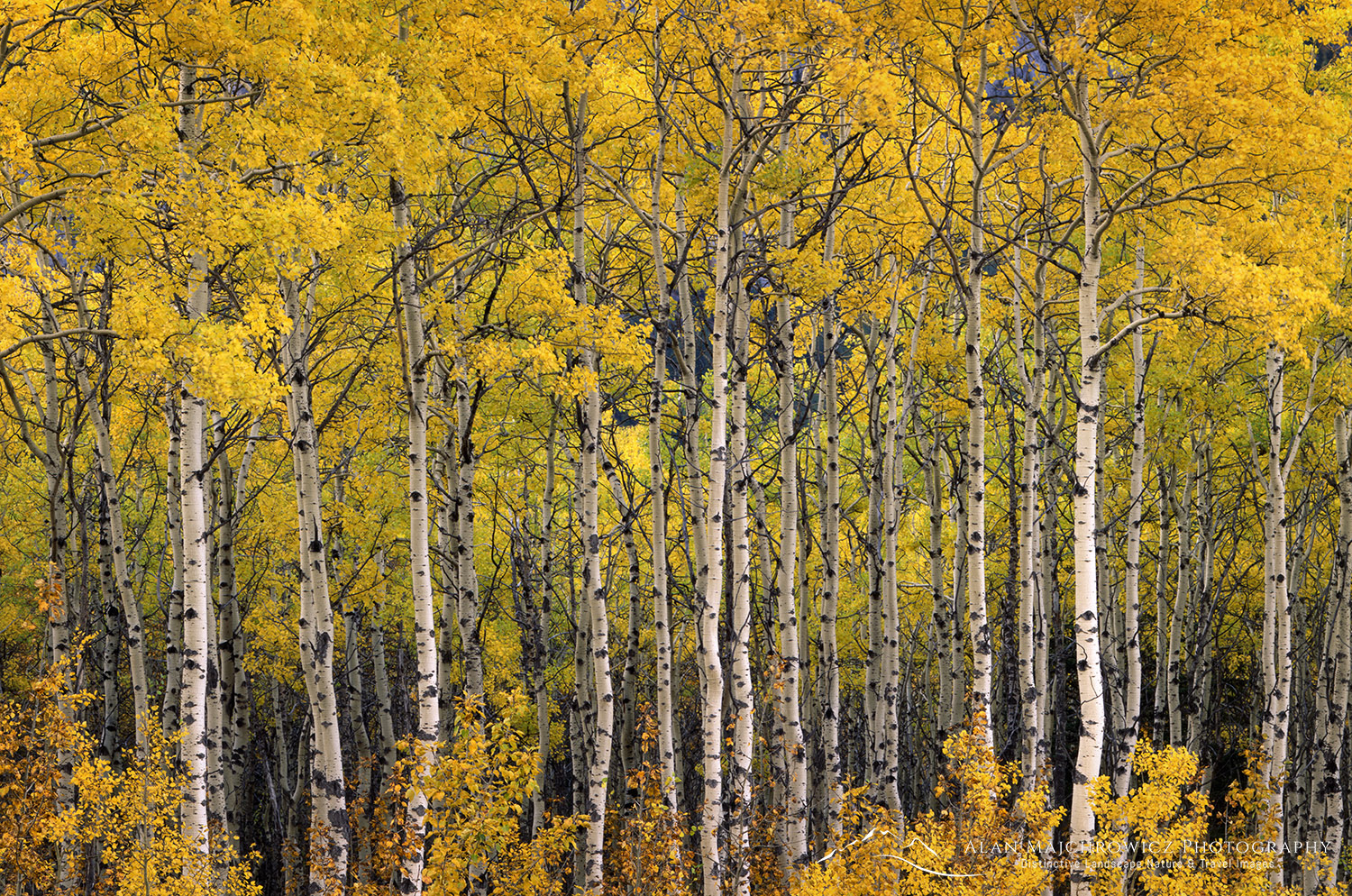 Golden Aspens, Alberta - Alan Majchrowicz Photography