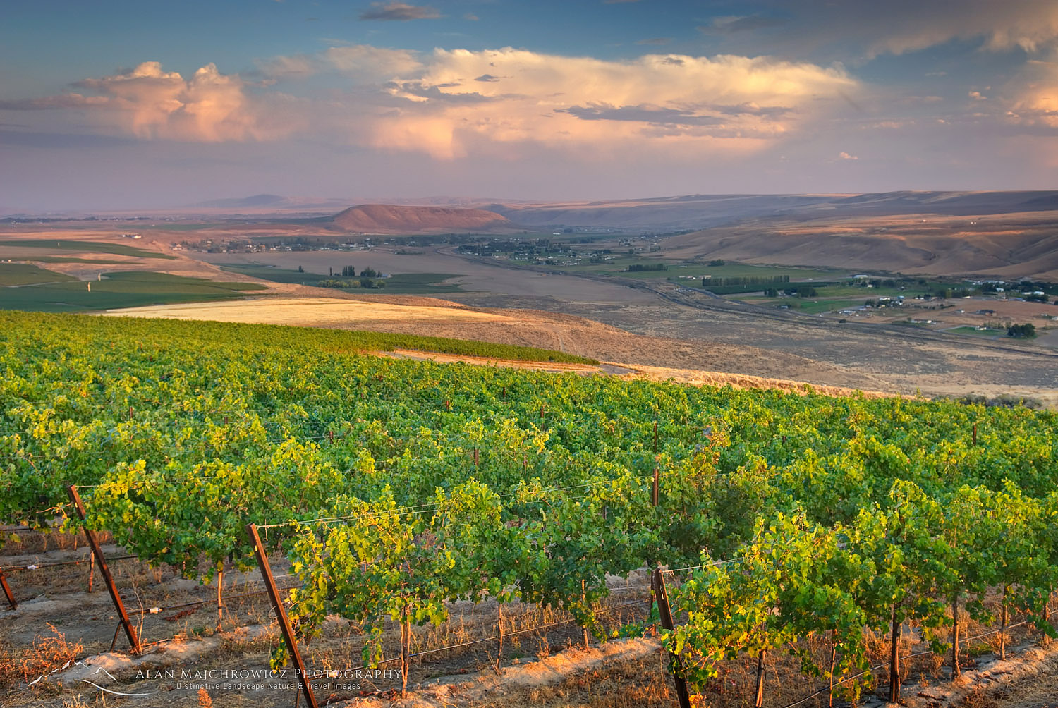 View of vineyards on Goose Ridge a premium wine growing area of the famed Columbia Valley Washington #19602