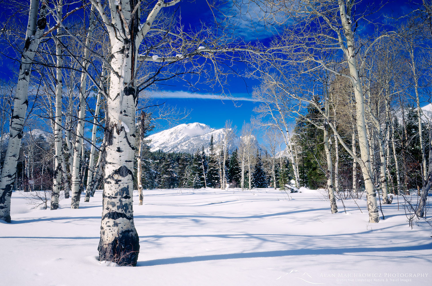 Aspen Trees in winter, Grand Teton National Park Wyoming #3704