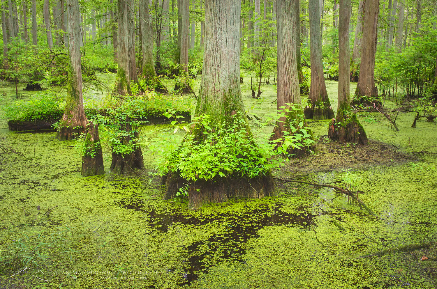 Cypress trees in Heron Pond, Cache River State Natural Area Illinois #63100
