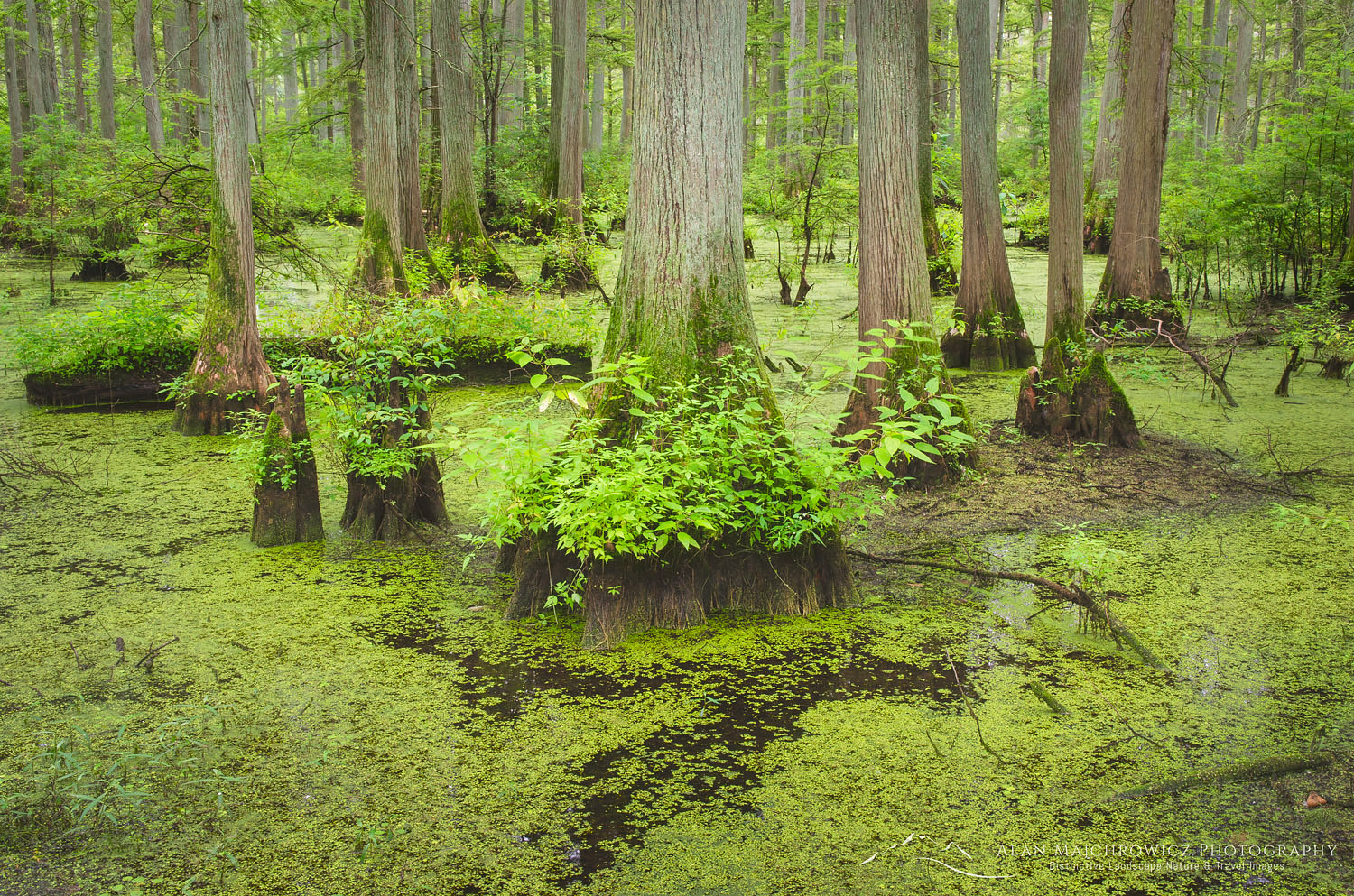 Cypress trees in Heron Pond, Cache River State Natural Area Illinois #63100