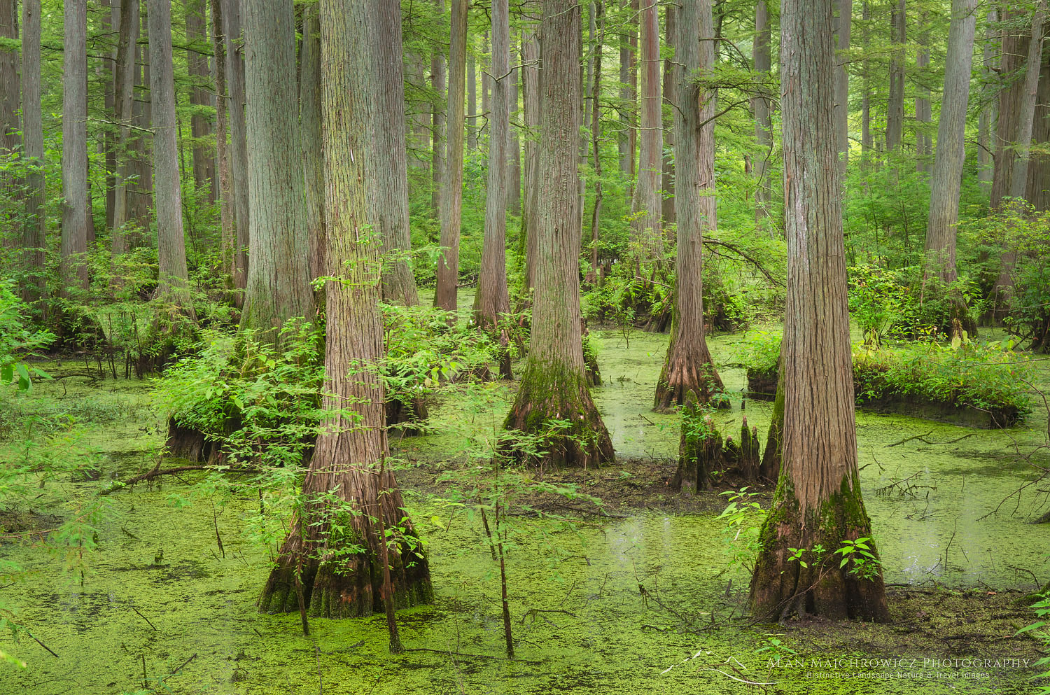 Cypress trees in Heron Pond, Cache River State Natural Area Illinois #63103