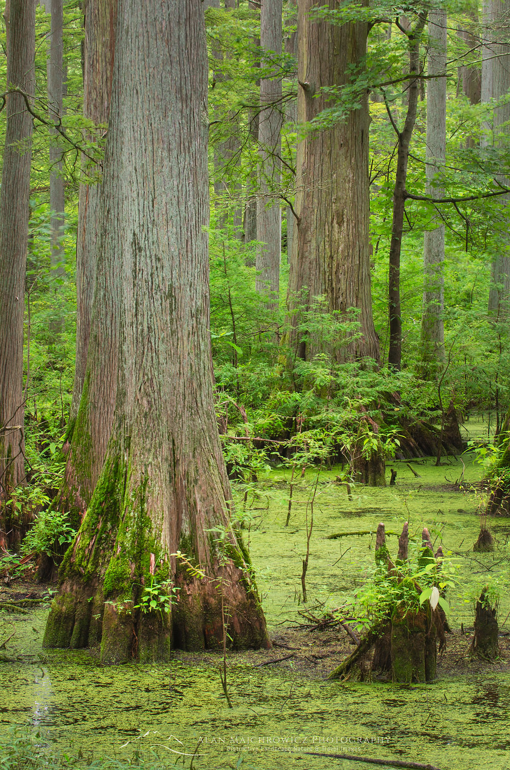 Cypress trees in Heron Pond, Cache River State Natural Area Illinois #63107