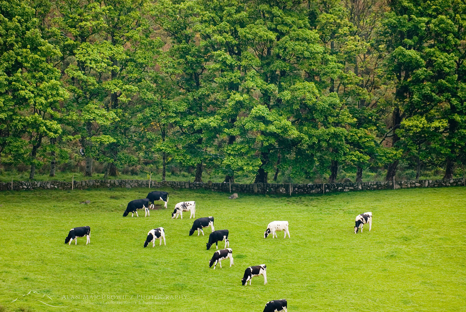 Cows grazing in field, Isle of Arran Scotland #10948