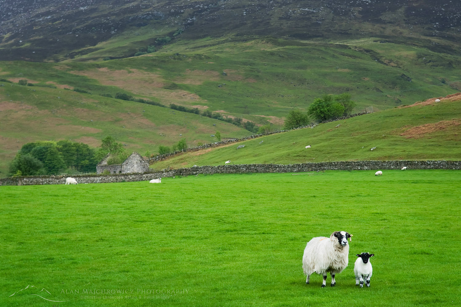 Sheep grazing below the Goatfell Highlands of Isle of Arran Scotland #11137