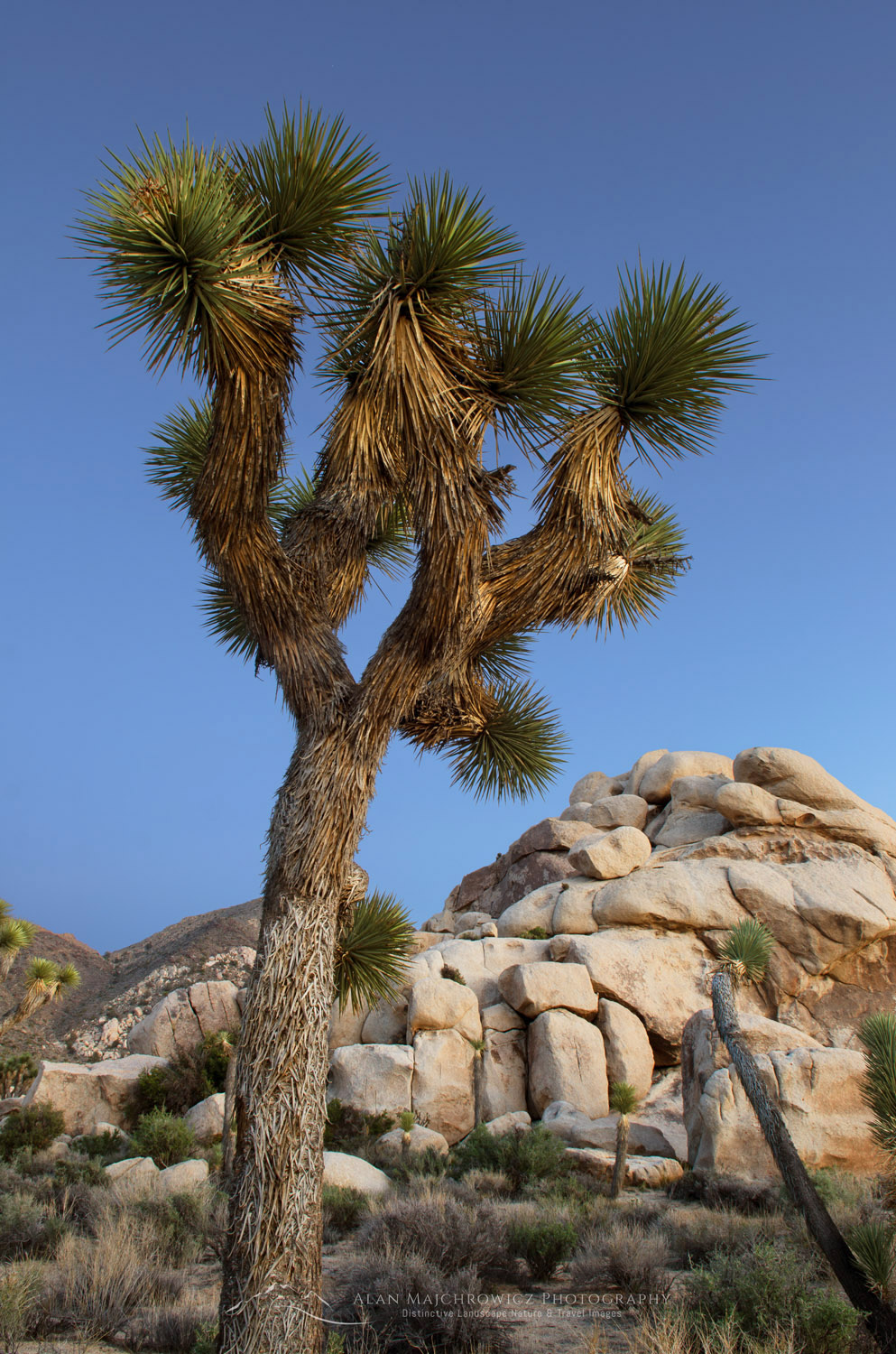 Joshua Tree (Yucca brevifolia), Joshua Tree National Park #55237